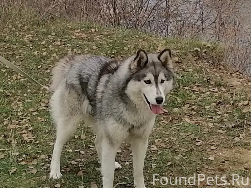 Пропала хаски Майли, село Хрущево