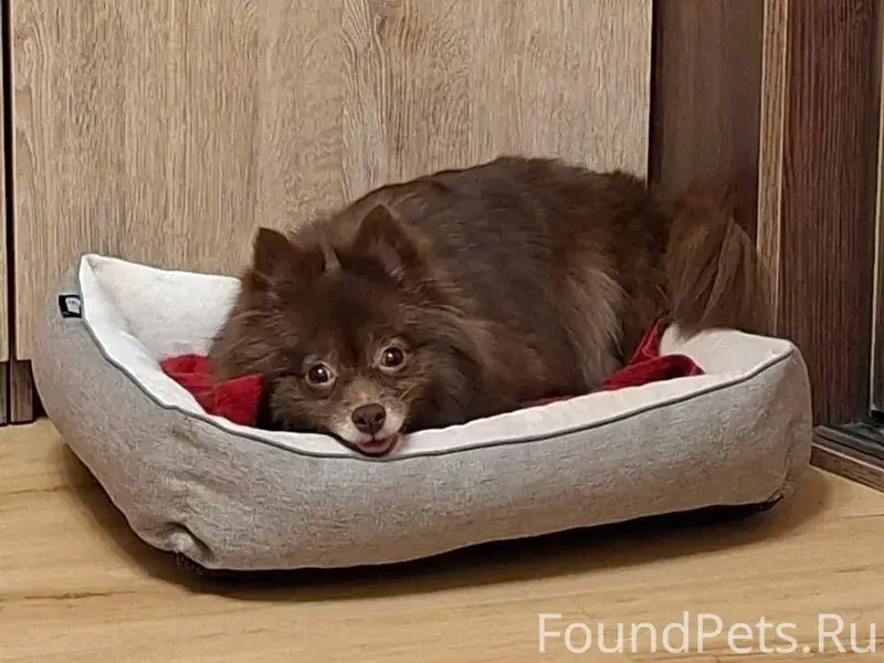 Найден шпиц, Люберцы