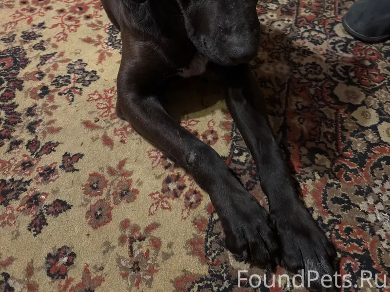 Найден тип собака, Володино