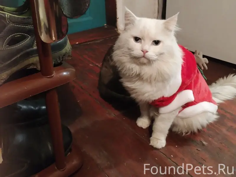 Пропал белый кот, возле церкви