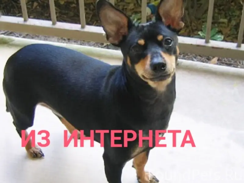 Найден метис той терьера, Кировский район