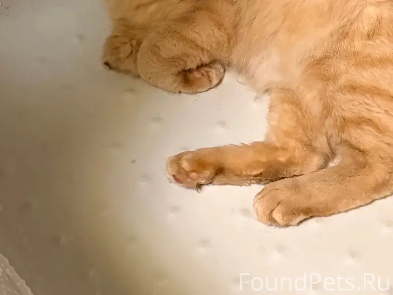 Пропал рыжий кот без лапы и хвоста, Карга