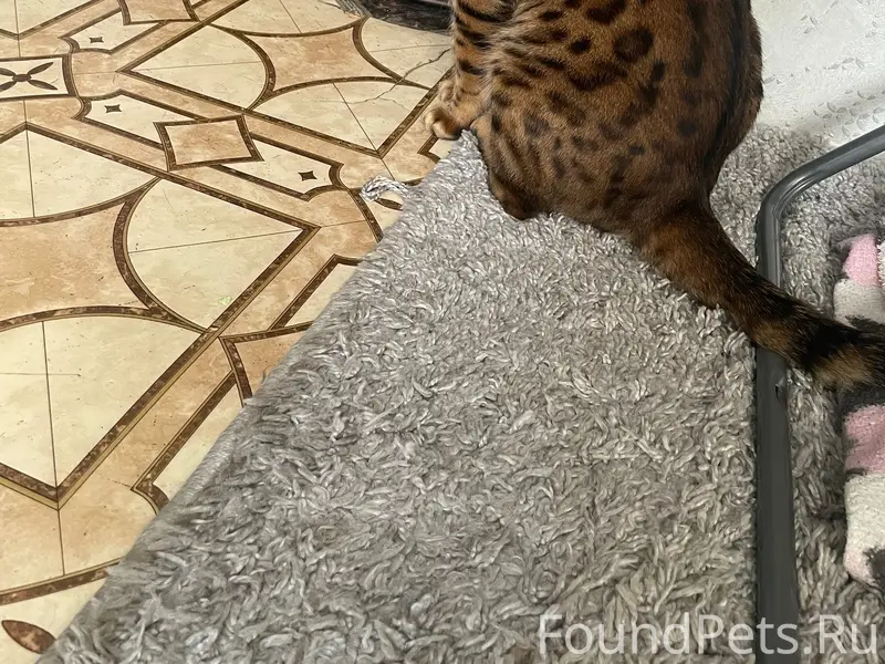 Пропал бенгал, Набережная Леонова 42