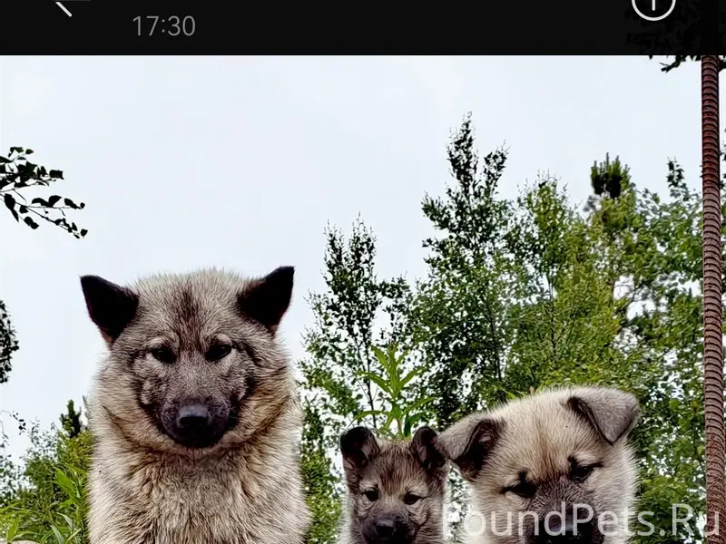 Пропала собака Юта, Долгощелье