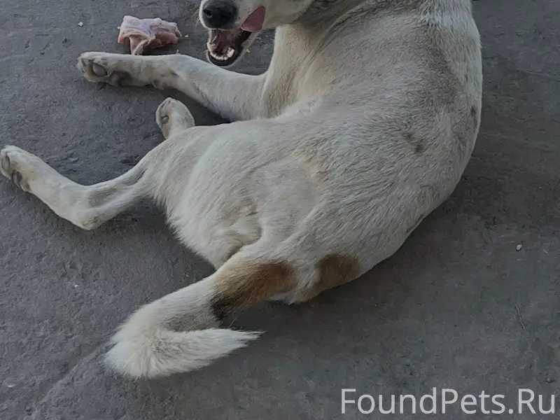 Пропал пёс Филя-Фингал