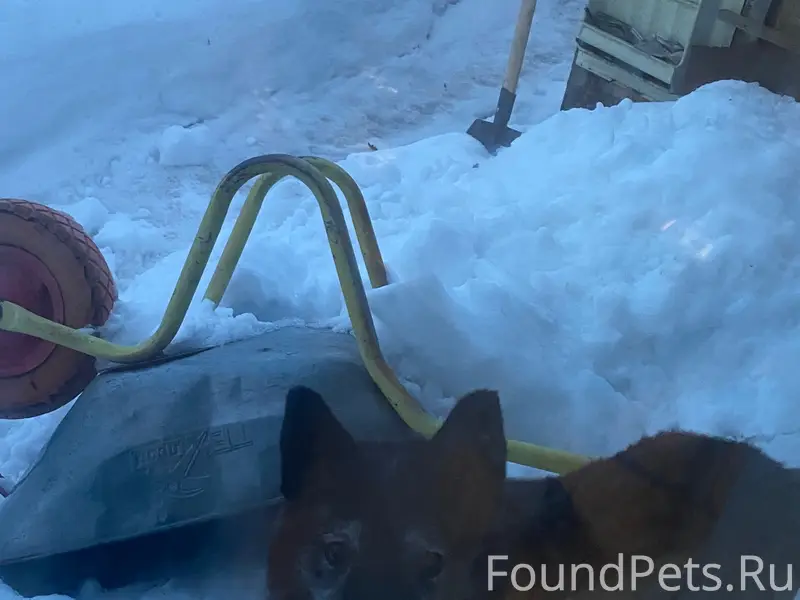 Пропал пес Малыш, Заречная часть Ардатова