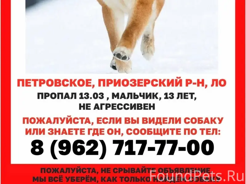 Пропал сиба ину Йоши, Приозерский район