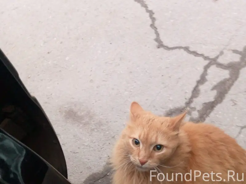 Найден рыжий кот, Волгоград, П. Рабочий