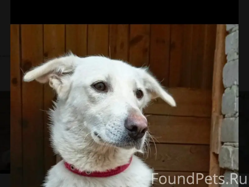 Пропала собака Маша - Маруся, Верхняя терраса