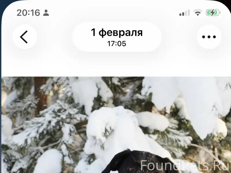 Пропали собаки Мах и Альфа, Кармановский посёлок