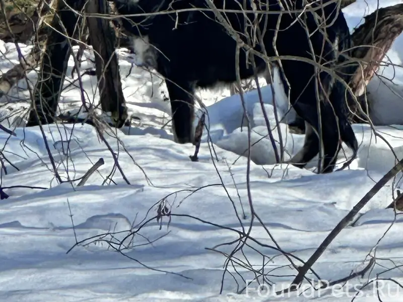 Пропала собака, чёрная, Кстово