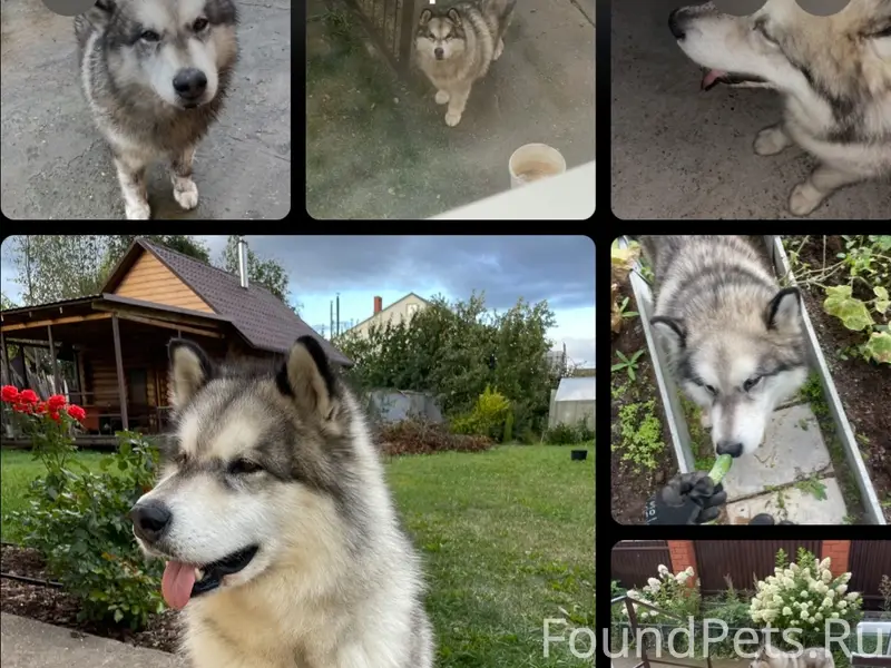 Пропала собака,