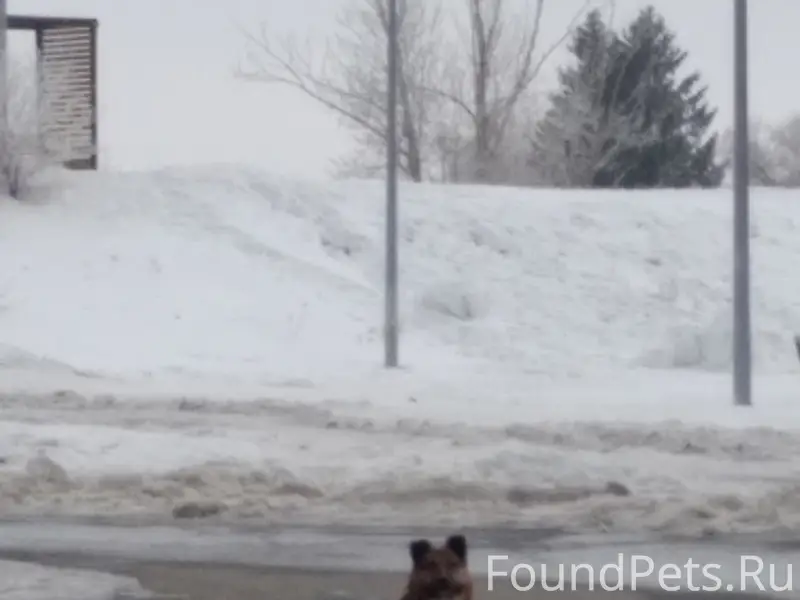 Найден пёс с ошейником и чистокровная овчарка, Шевелевка