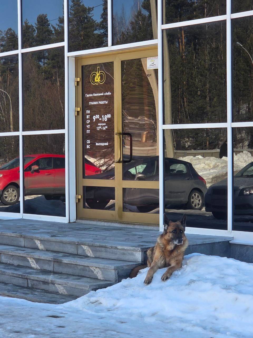 Найден овчарка, Новоуральск