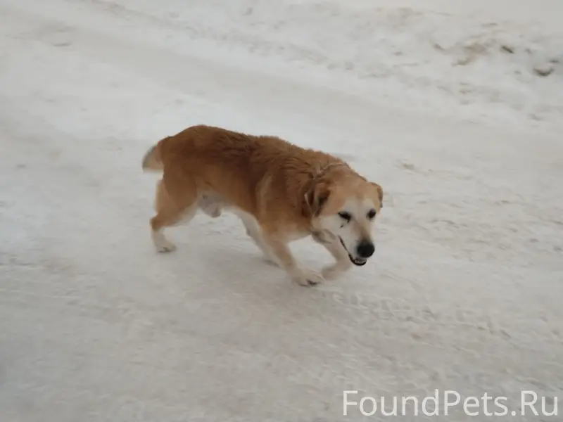 Пропал щенок Малыш