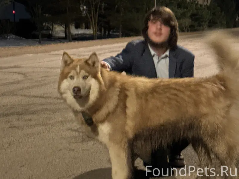 Пропала собака, Ченцово