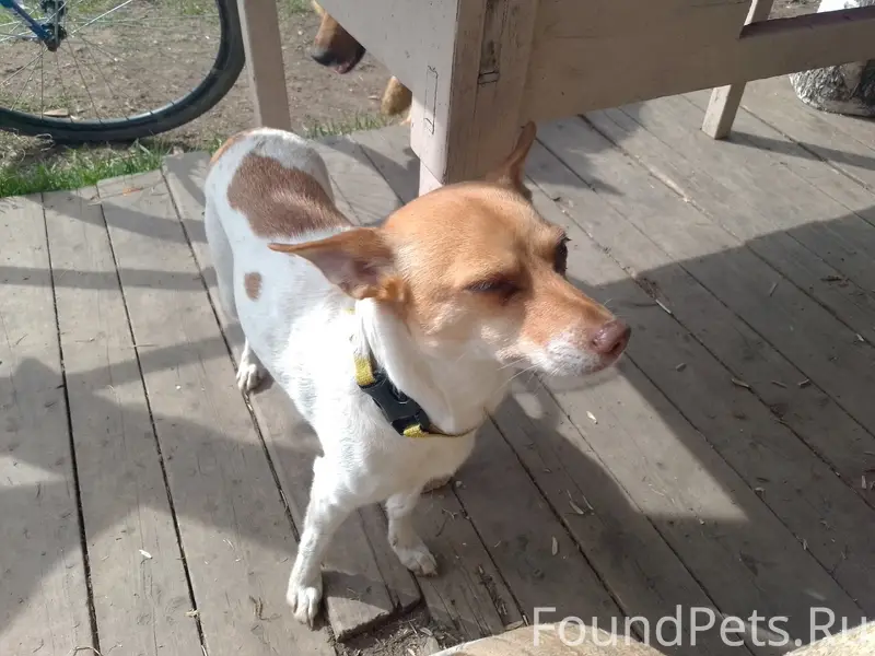 Пропала собака