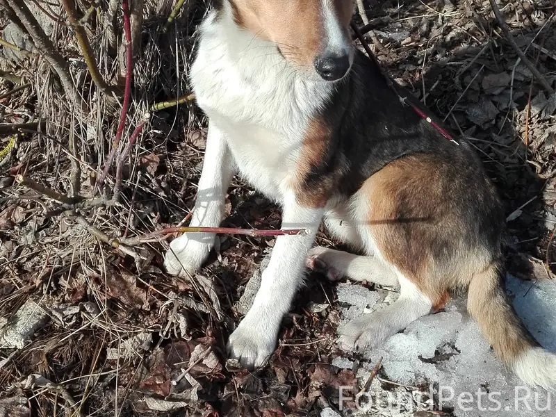 Пропала собака Дуся, Новый городок