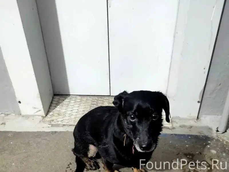 Пропала собака, ищем хозяина