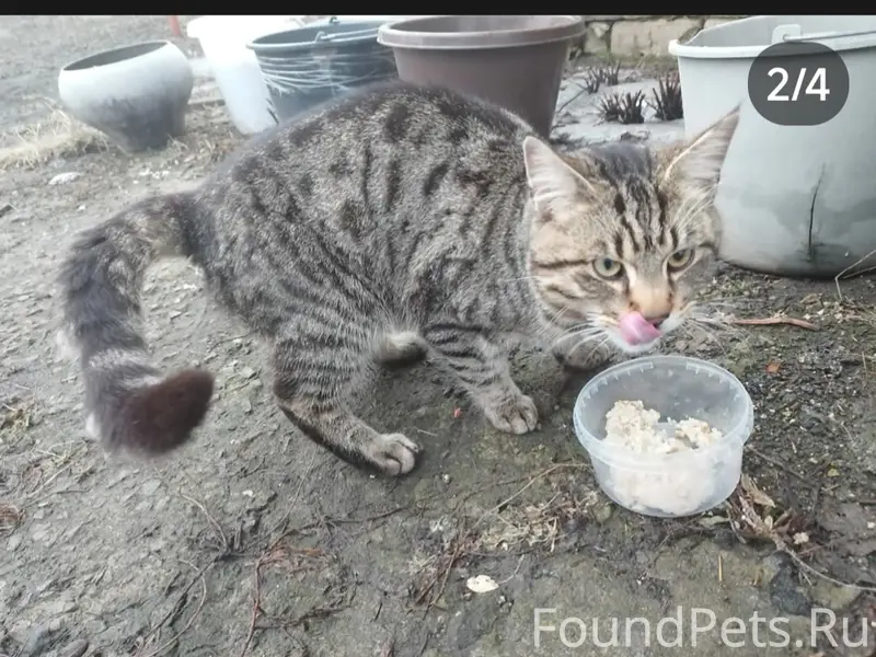 Пропал кот, видели на ул. Ворошилова