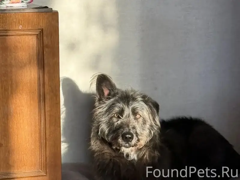 Пропала собака Ася, Липецк, Новолипецк