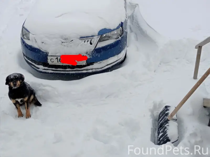 Пропала собака Жулька, район Радужного