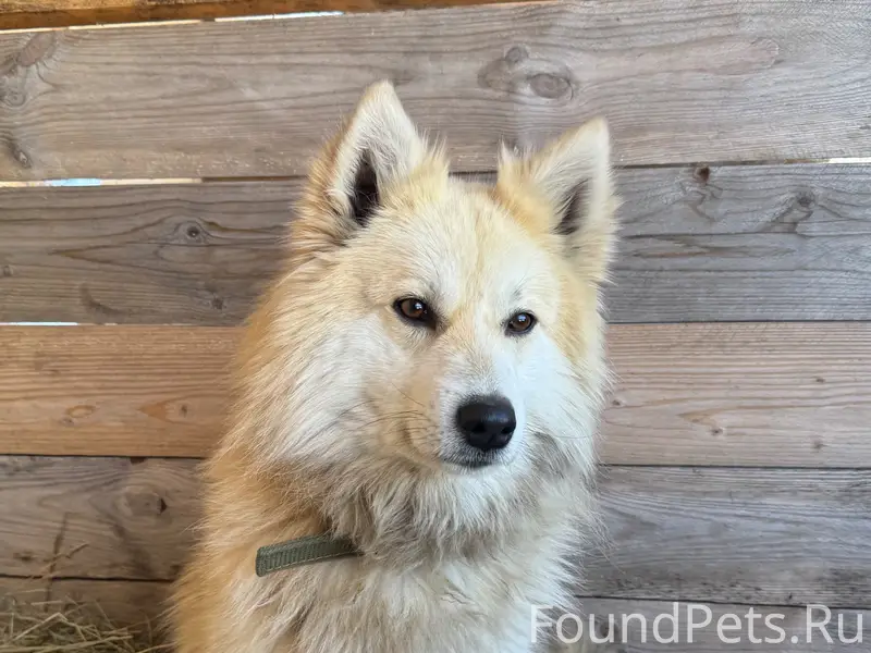 Пропал пёс Куба, Переславль