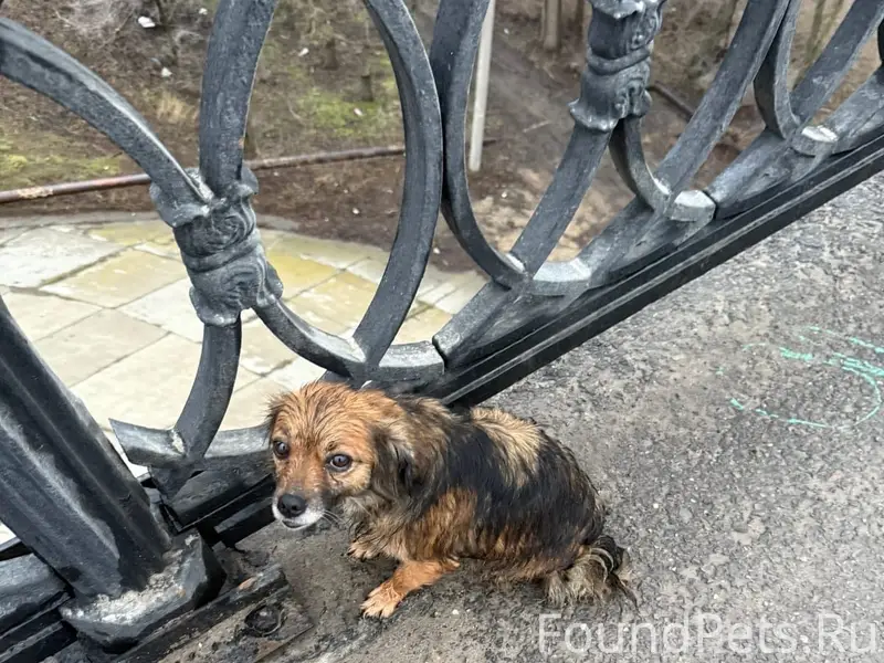 Пропала собака, Красноармейский район