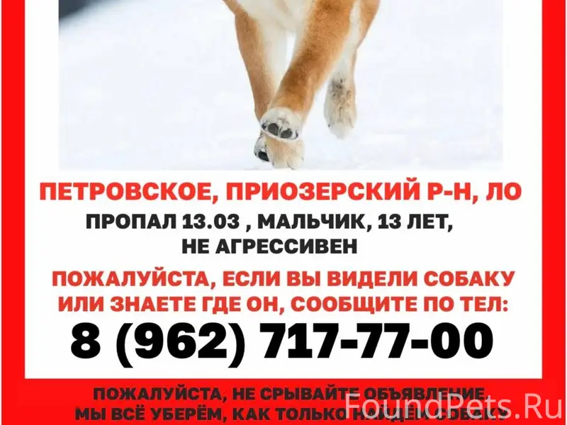 Пропал сиба ину Йоши, Приозерский район