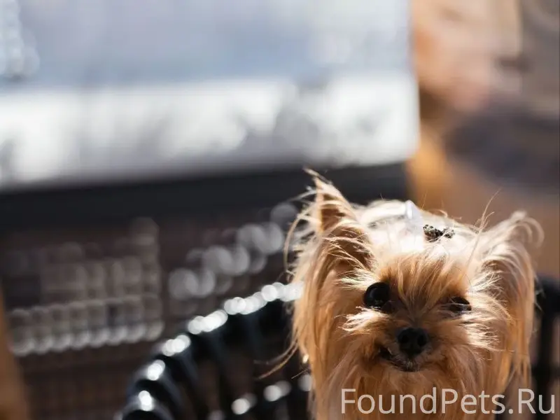 Пропала девочка йорк Буся, Витязево