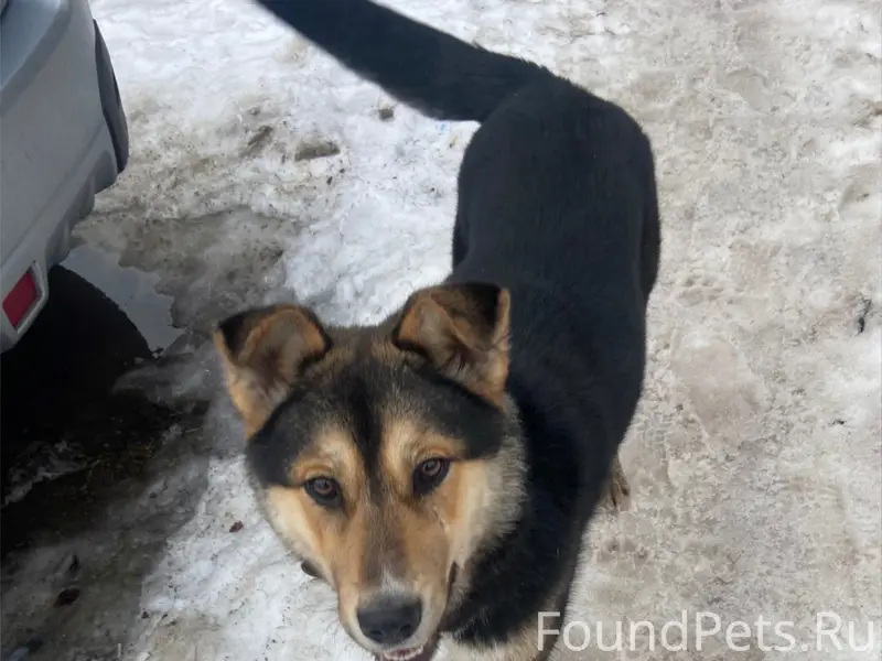 Пропала собака Ума, Ленинградский - Фактория