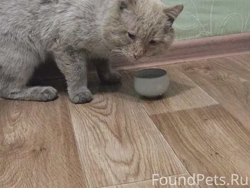 Найден кот, Кристальная ул.