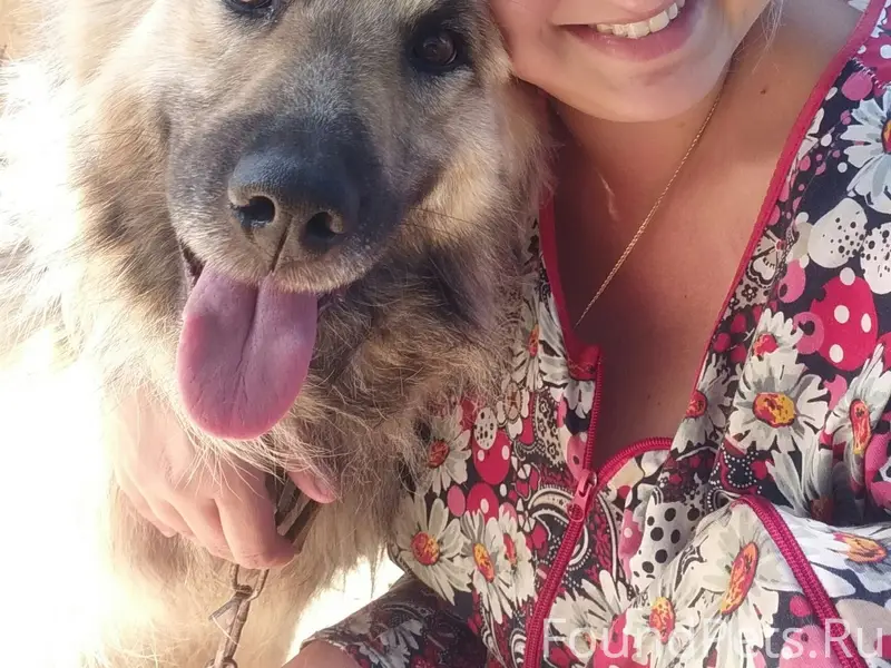 Пропала собака Чита, Бабынинский район