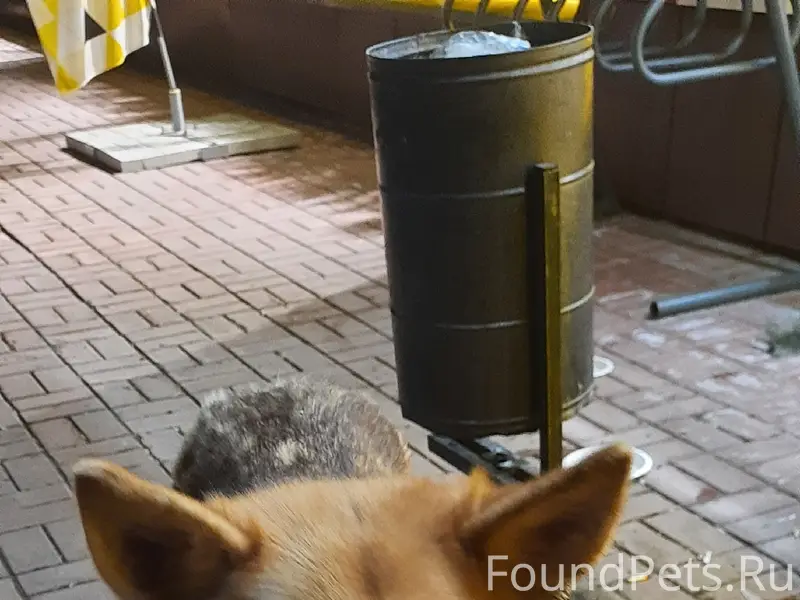 Пропала собака, 