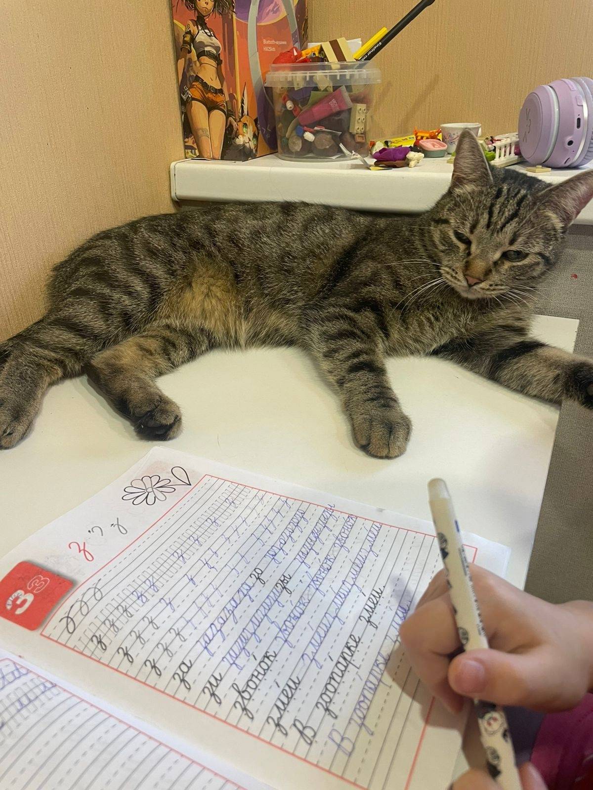 Пропал кот Марсик, Тверь