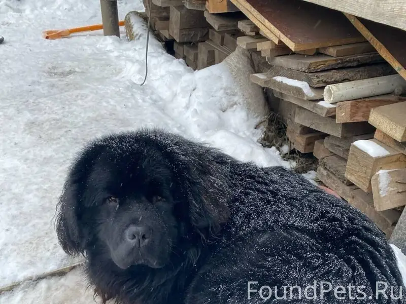 Пропал пёс Пряник, Заречье