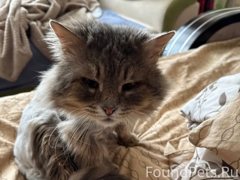 Пропал кот Кеша, г. Воскресенск