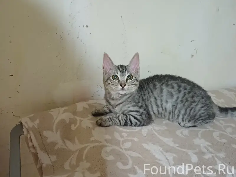 Найден котёнок, ул. Калинина д. 12
