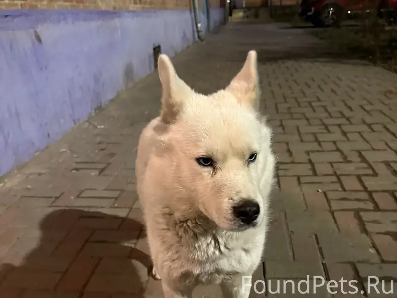 Найден пёс, Оганова 16