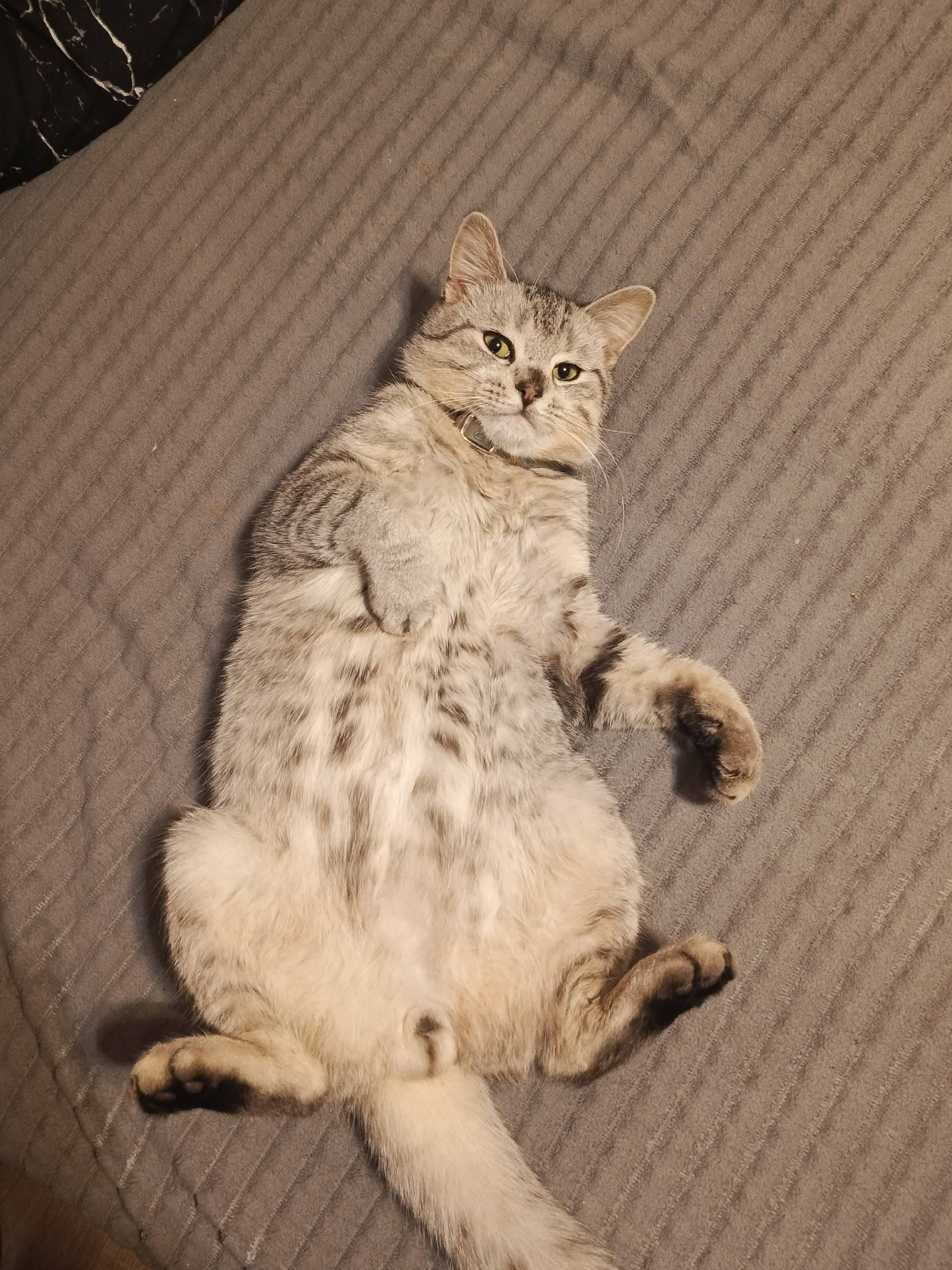 Пропал кот Вася/Василич, район серодских домов