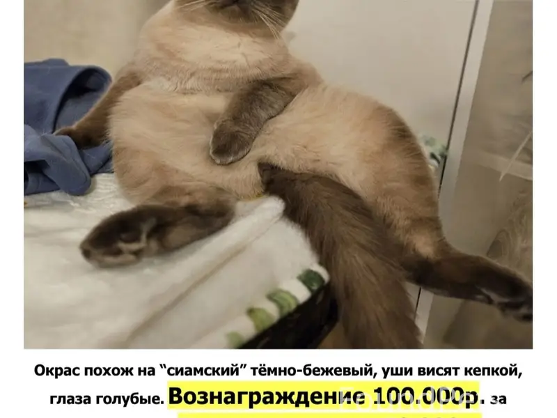 Пропал кот Честер, вознаграждение за возврат