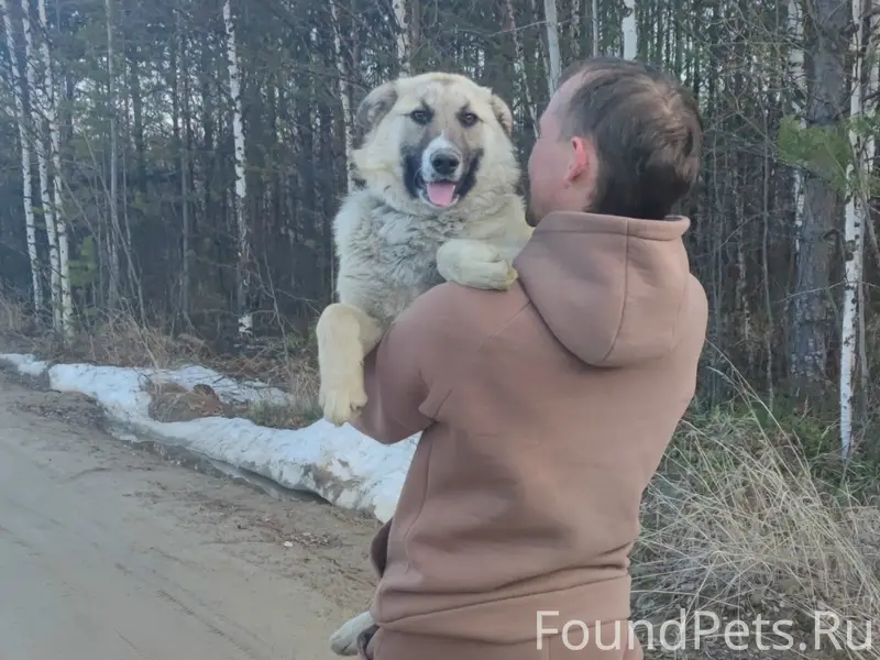 Пропали собаки, чёрный окрас