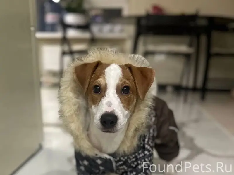 Пропал Джек Рассел Дрейк