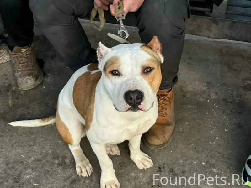 Найден стаффорд, метро Водный стадион