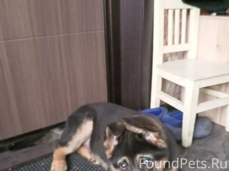 Пропал щенок немецкой овчарки Грей, Гурьевск