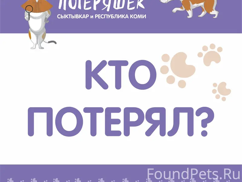 Найден белый кот, Эжва, ул. Молодежная