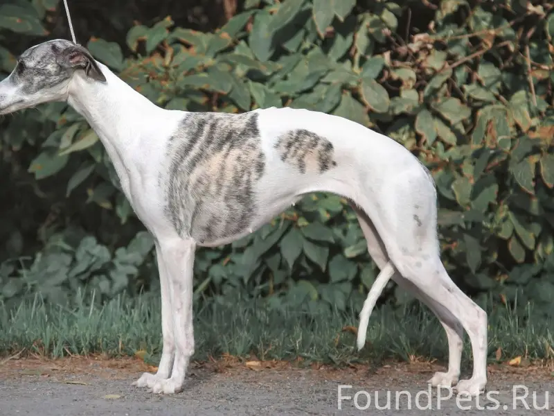 Пропала собака уиппет Соня, Чебоксары