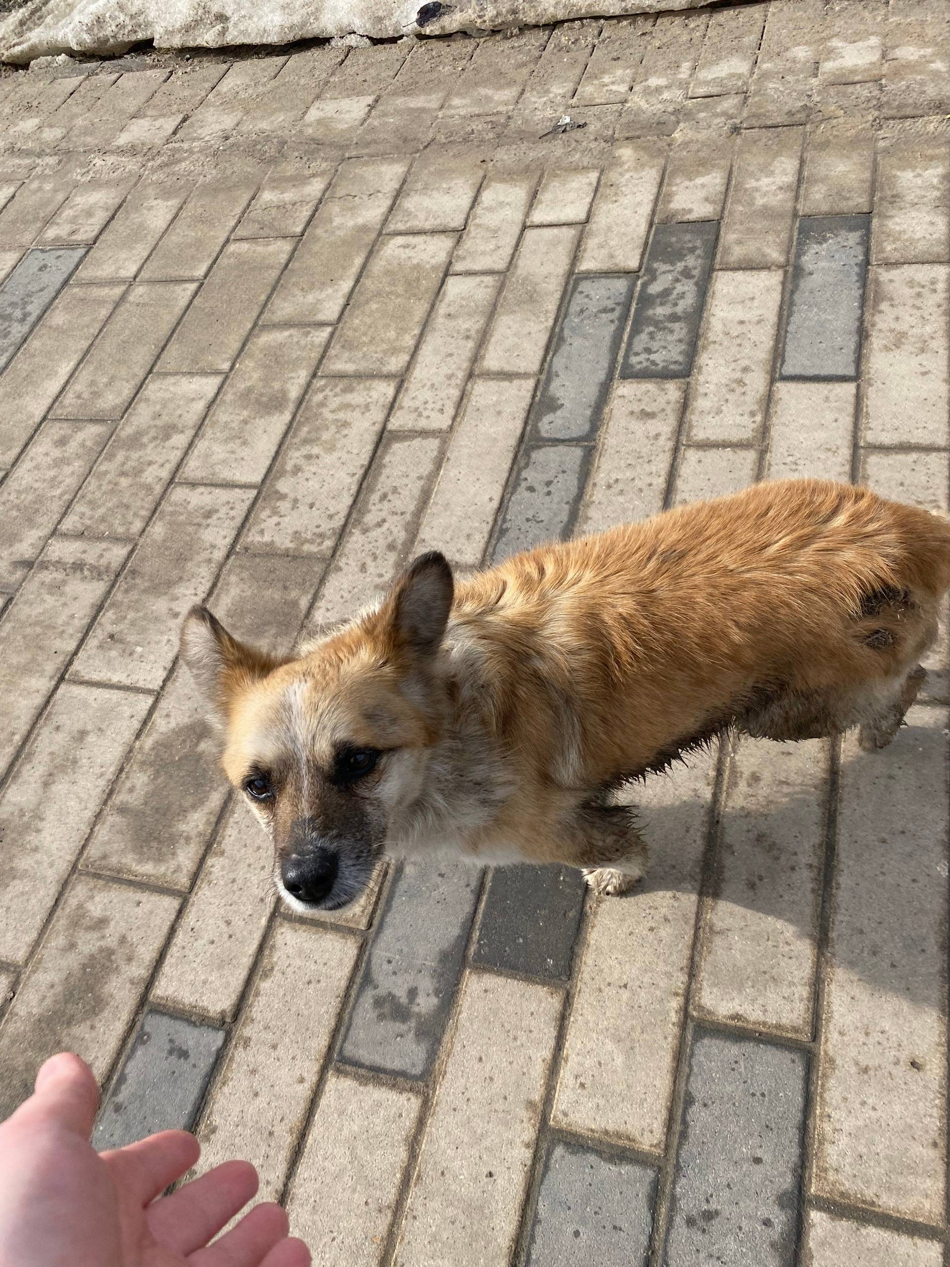 Пропала собака, микрорайон «Южный»