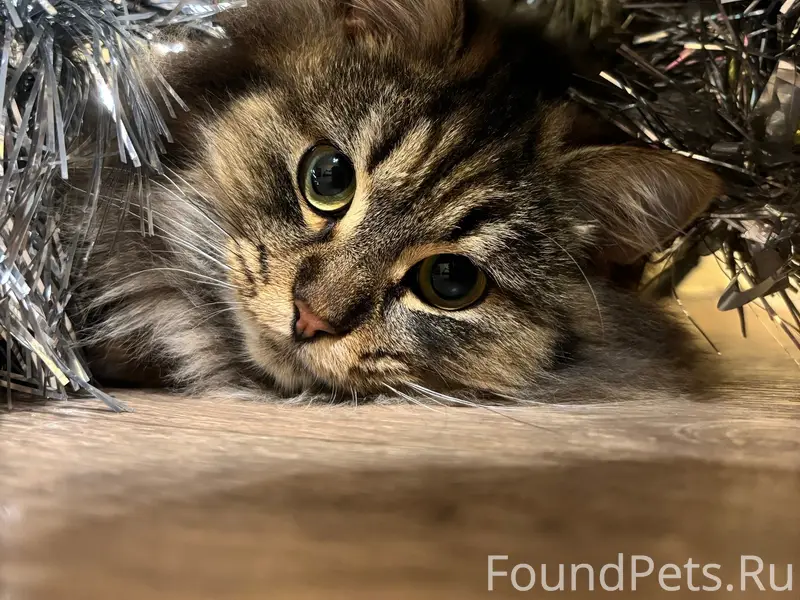 Пропала кошка, Володаровка