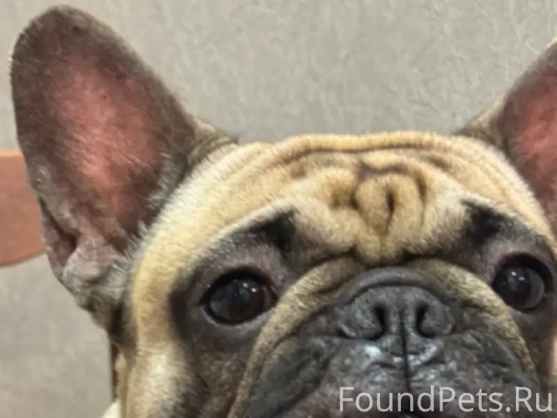 Пропала французский бульдог, район 7 ветров